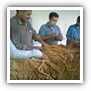 LEAF TOBACCO SHREDDED TOBACCO raw tobacco leaf dark air cured tobacco rustica tobacco FLUE CURED TOBACCO